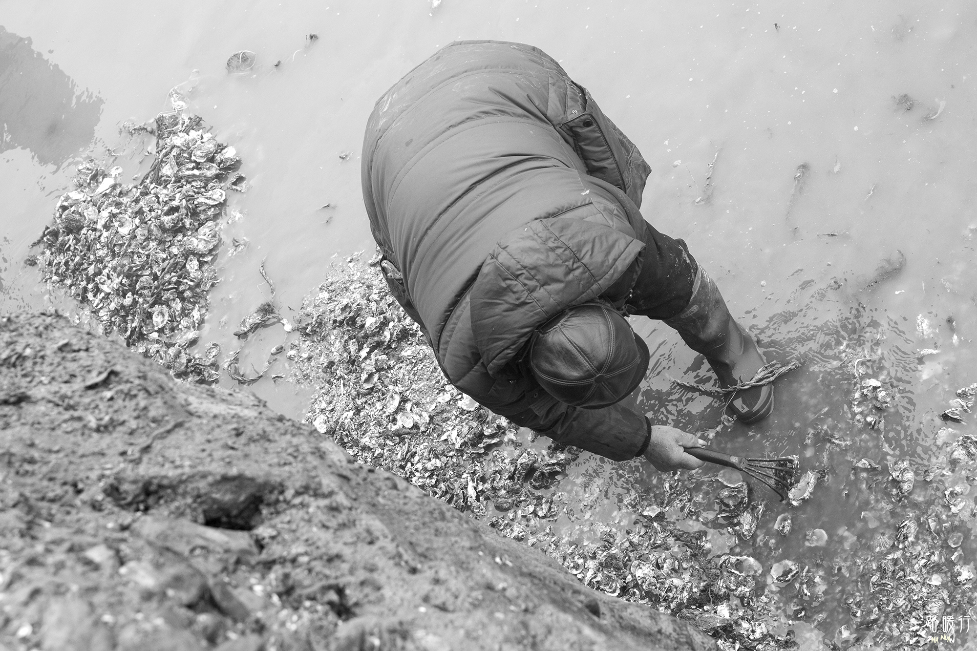 牡蛎生命意义,野生牡蛎的价值