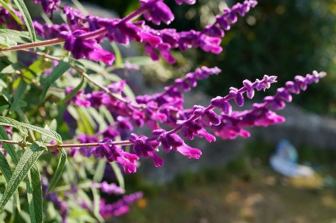 幻梦般的紫色花海，准备一把鼠尾草的种子，4个步骤即可实现