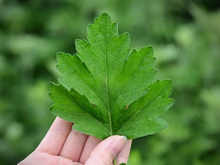 阴雨天就穿这款艾草内衣，穿出乳腺健康，美得让人心动！