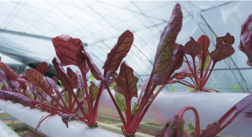 一天能供应武汉2000吨菜!这个地方种菜为什么这么牛?