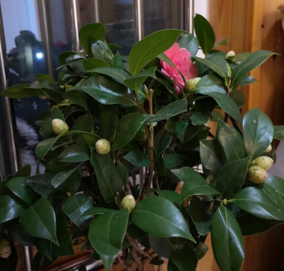 养茶花用什么肥料最好,养茶花施什么营养液对插花最好