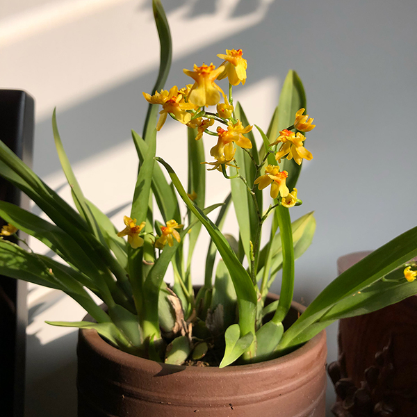 春天开放的十种花介绍,冬季里开花的15种花卉