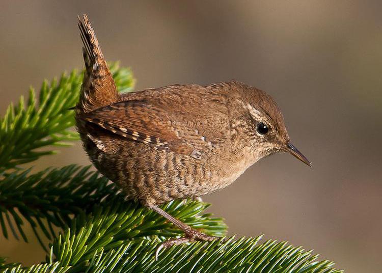 广东常见鸟类图谱和名称图文,东江揽胜鸟类