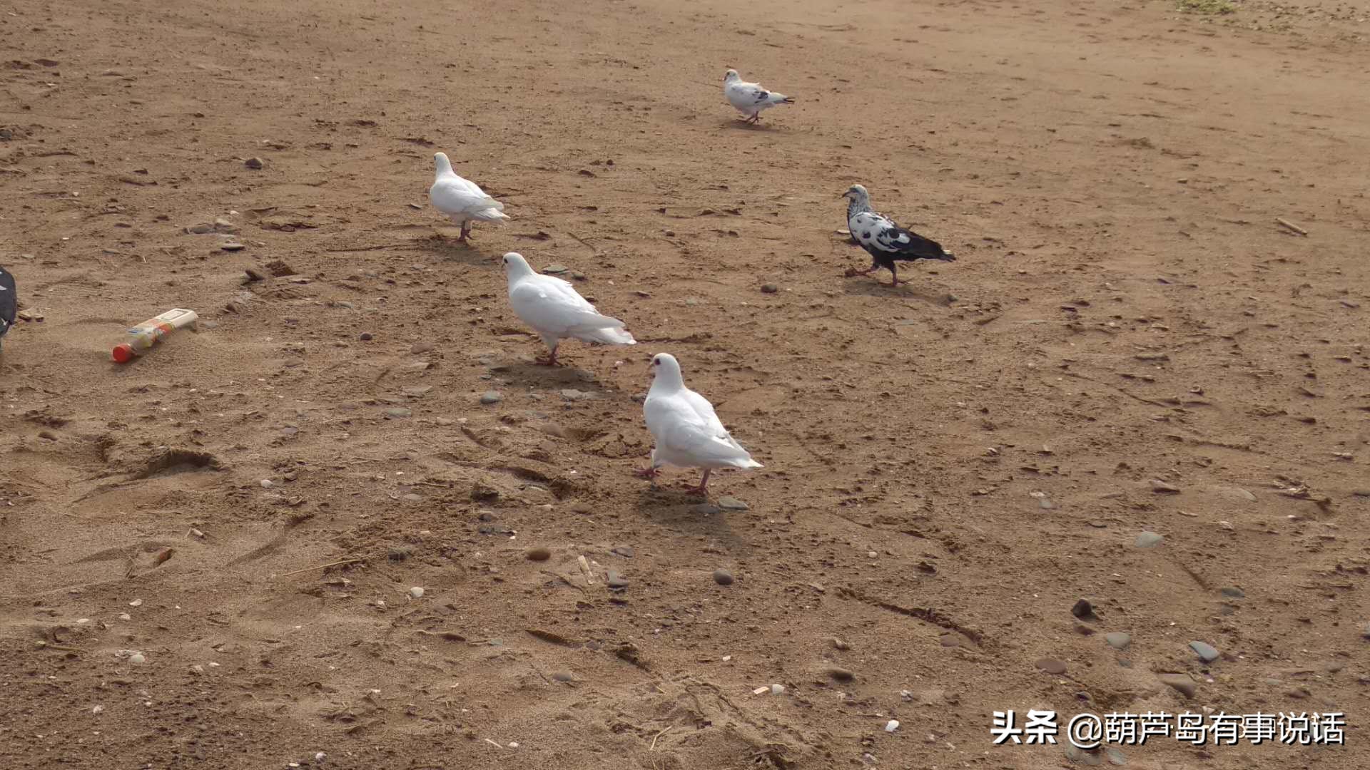葫芦岛海滩和龙湾海滨,葫芦岛龙湾海滨风景区夜景
