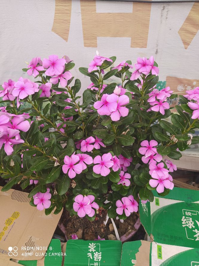 乘风破浪宁静和小花,宁静的小花