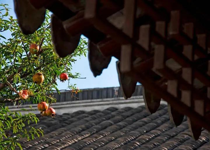 一花一木万般皆有情,一花一木皆是景歌名