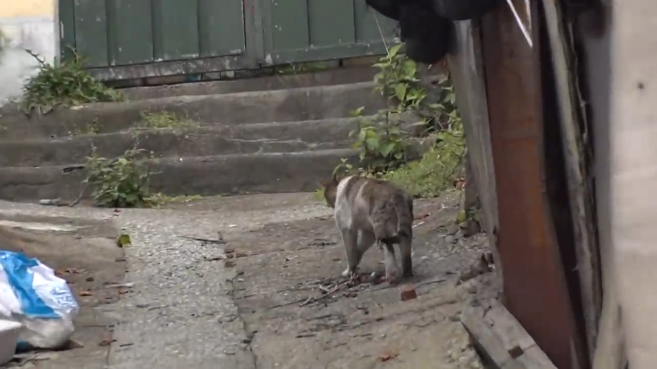 猫咪眼睛被大猫打瞎了,把猫咪当狙击枪玩视频