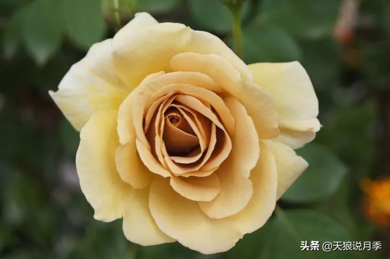 复古色月季什么品种的花好看,值得入手的复古色月季