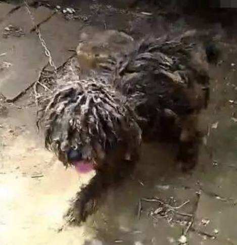 二狗泰迪,泰迪为啥会烂大街