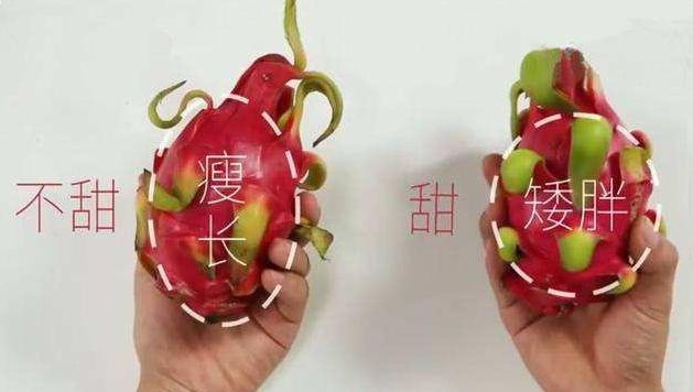 火龙果怎么挑选又甜又好吃,怎样挑选火龙果才能好吃