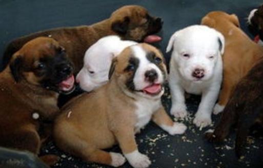 有必要给狗狗刷牙吗,如何给狗狗刷牙只需做好这4步