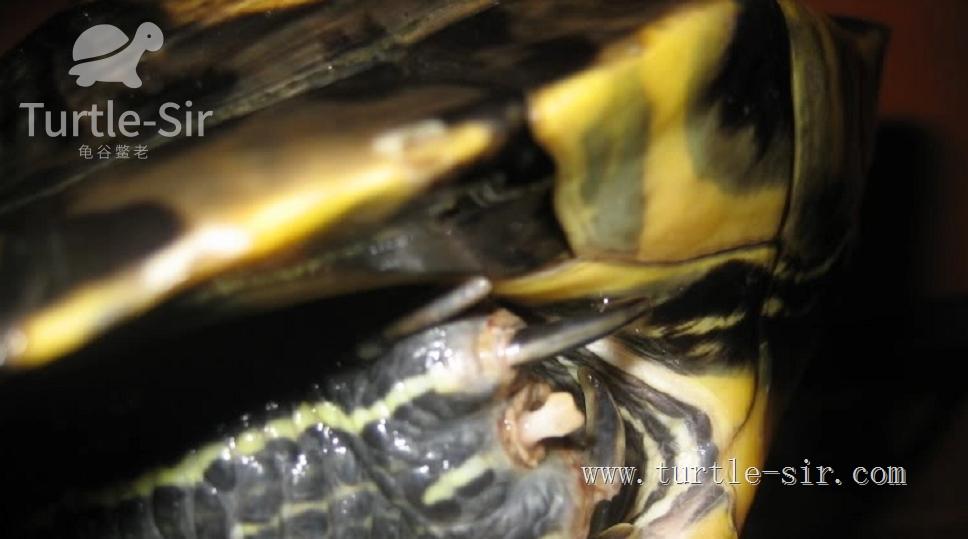 养小乌龟如何选龟粮,10元买了一只乌龟怎么养