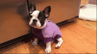 狗狗打嗝最快的解决方法,狗狗得细小痊愈总打嗝怎么回事