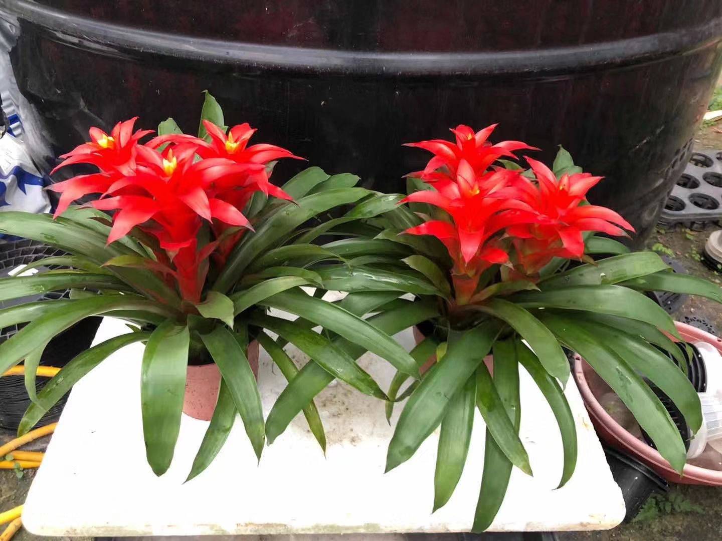 十大好养的懒人花好看,家中常种的十种吉祥花