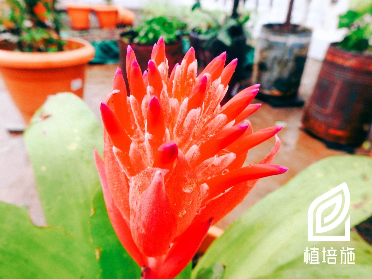 水塔花冬季怎么养护,水塔花冬季养护