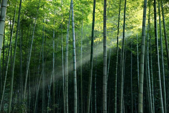 茶园和竹海生在一起会是什么样的美景？重庆永川茶山竹海给你答案