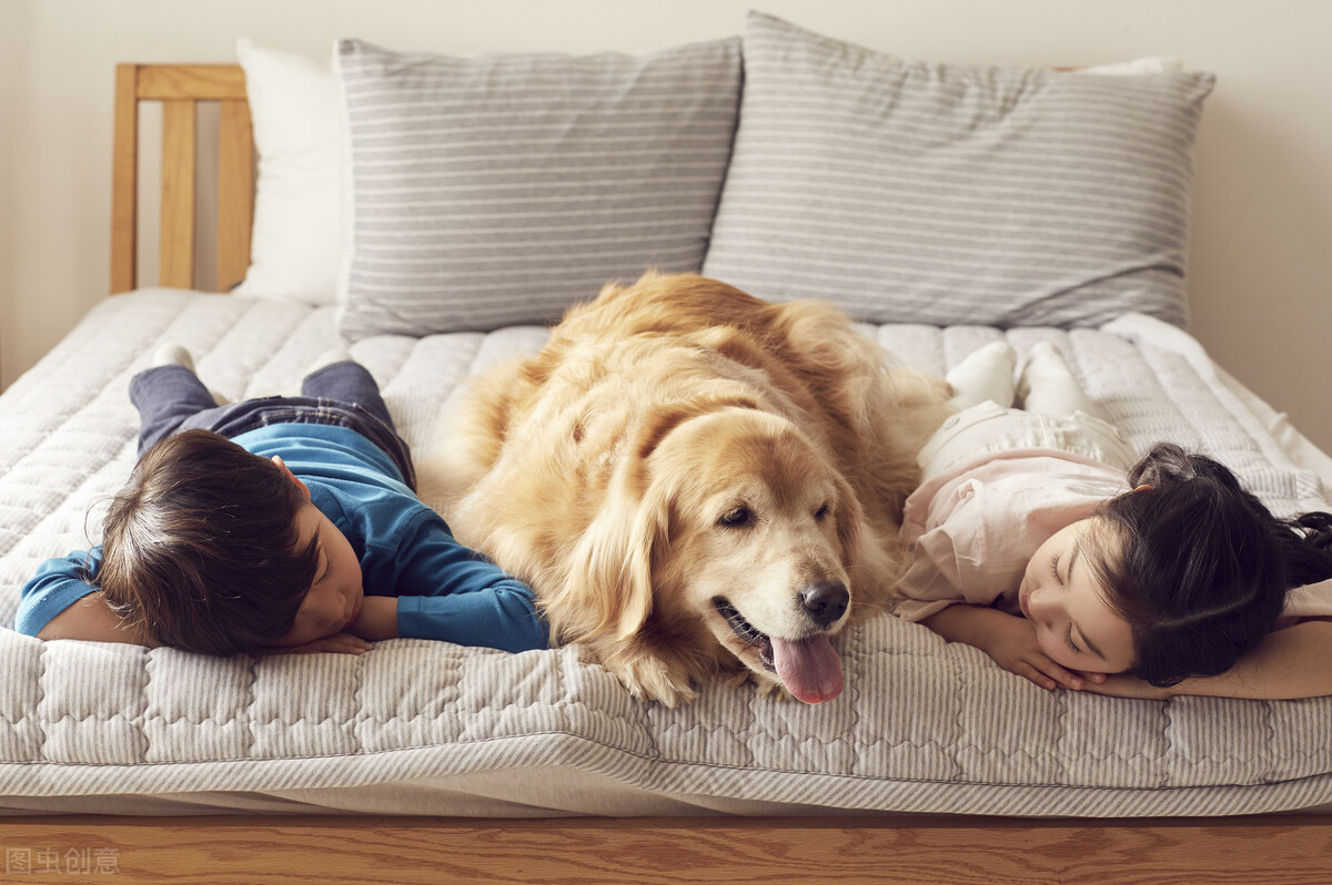 关于狗狗你不知道的十件事,关于狗粮的视频