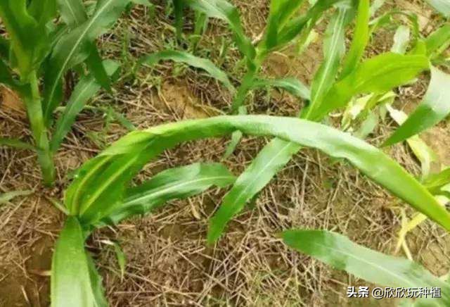 玉米心叶卷曲了，还能捋直吗？
