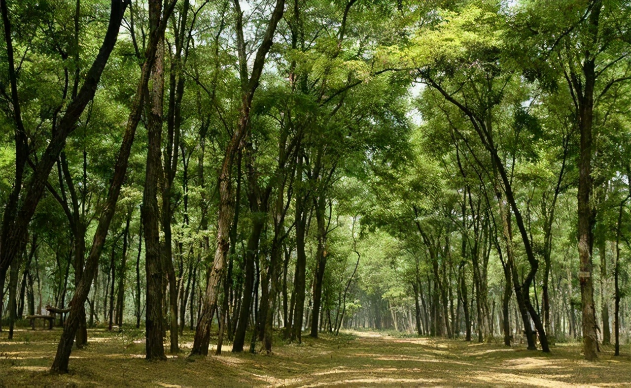 民权葡萄酒特色,民权黄河故道葡萄酒