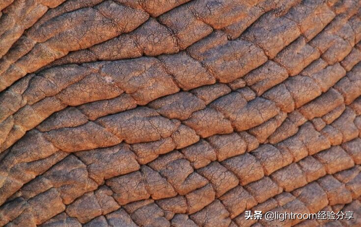 纹理的拍摄图片技巧有哪些,如何拍摄高光质感照片教程