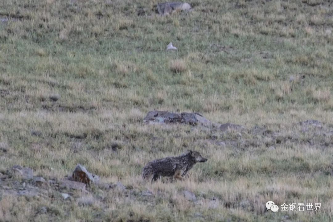藏狼捕食牦牛,藏西狼徒步边境