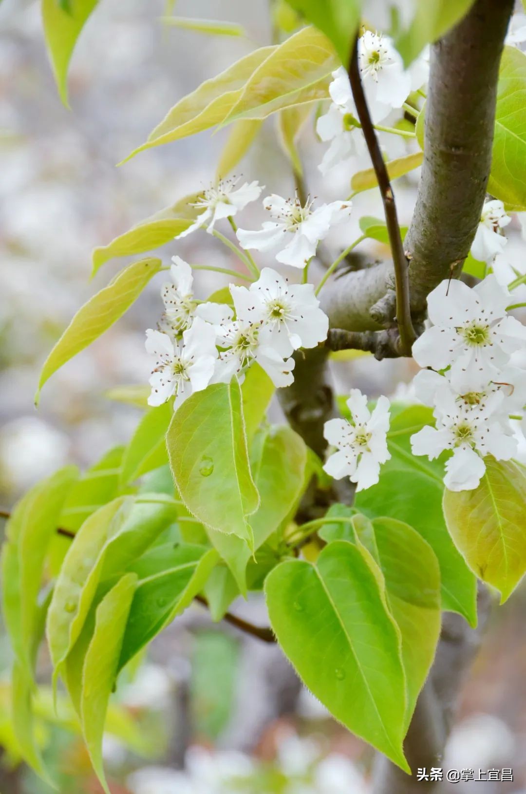 湖北枝江百里洲梨花图片,枝江百里洲梨花观赏时间