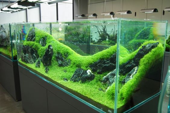 观赏鱼硝化细菌怎么控制,养观赏鱼怎样建立硝化系统