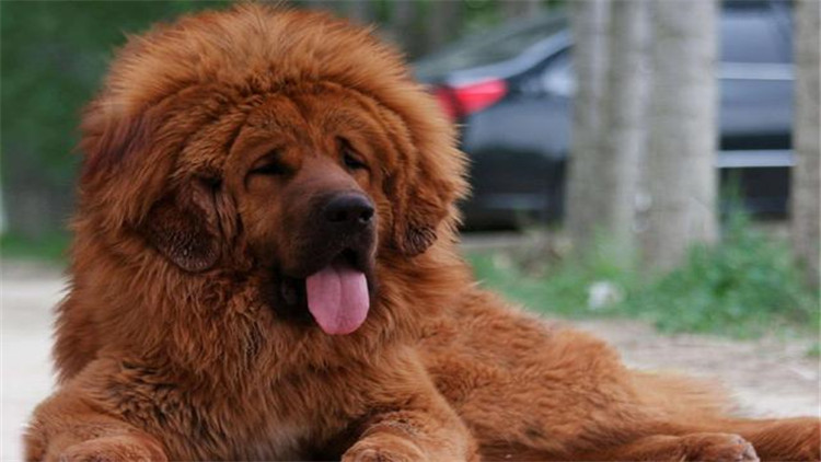 藏獒怎么训成凶猛狗,藏獒的饲养方法和训练