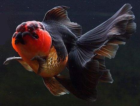 绿水养金鱼好还是清水养金鱼好,用什么水养金鱼最好