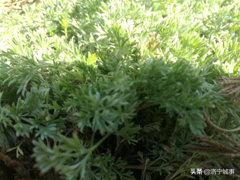 洛宁附近游玩的免费好去处,洛宁涧口山河边攻略