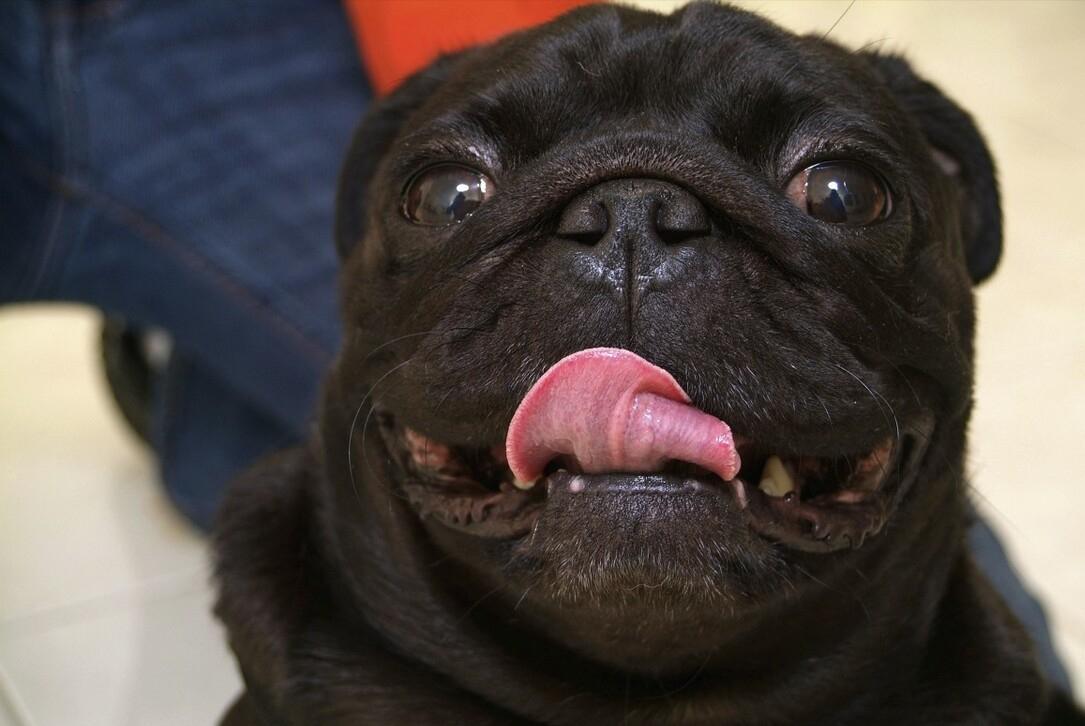 巴哥犬有眼屎正常吗怎么治,巴哥犬眼屎多怎么办用什么药