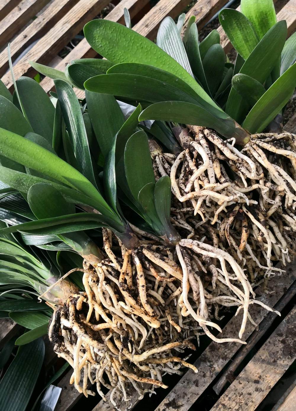 当年东北炒作君子兰,80年代炒作君子兰