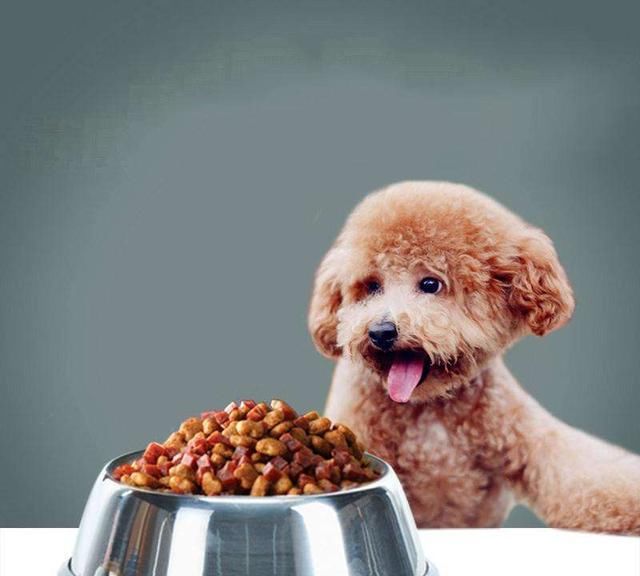 挑食泰迪狗狗营养狗粮的做法,3月泰迪幼犬挑食可以饿几天