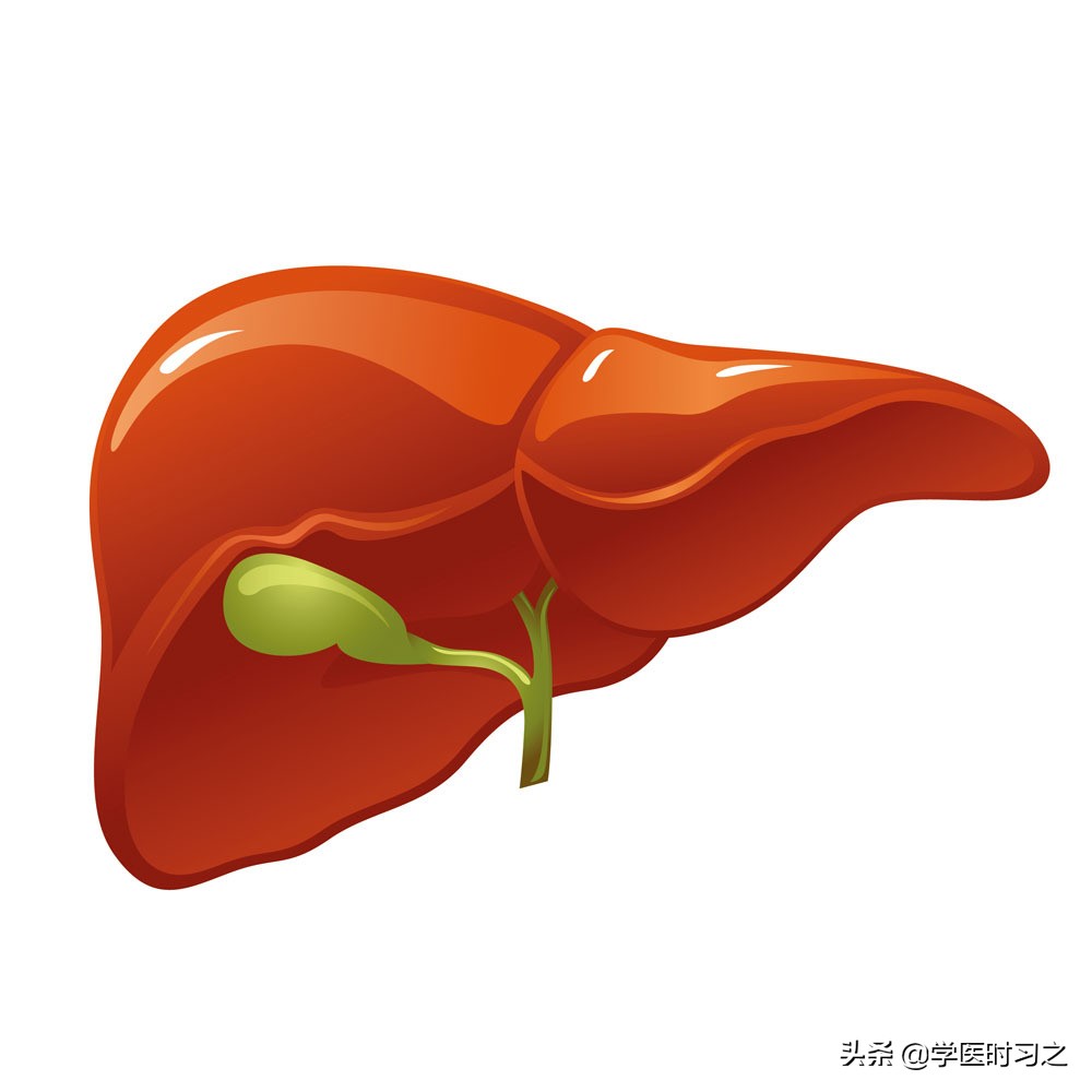 食物变成大便是什么过程,食物变成大便所需要的时间