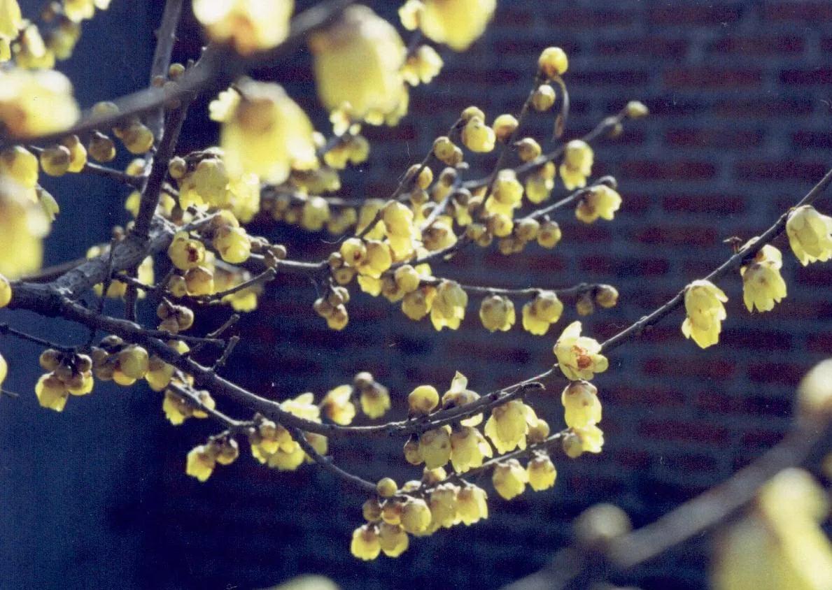 腊梅花叶子蔫了怎么回事,腊梅花叶子发黄