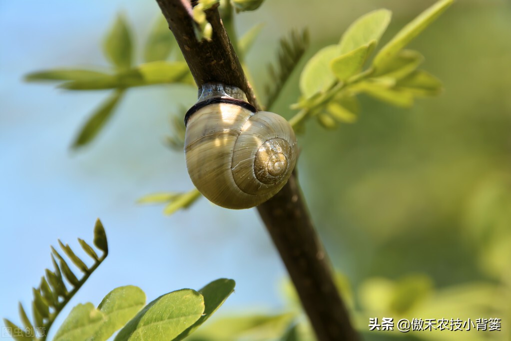 种植蔬菜蜗牛很多怎么办,蔬菜上的蜗牛用什么方法治