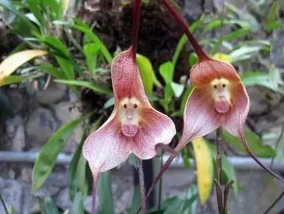 五种最具欣赏价值的兰花,欣赏史上最全的兰花