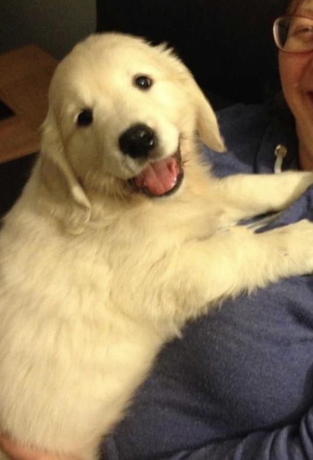 盘点金毛照顾小主人暖心一幕视频,金毛雨中淋雨等主人