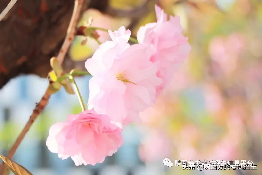 两汉三国，真美汉中|汉中职业技术学院