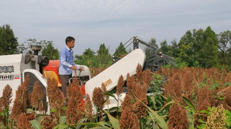 红了！红了！这些天的南充市嘉陵区龙蟠镇真的是“红遍天”了