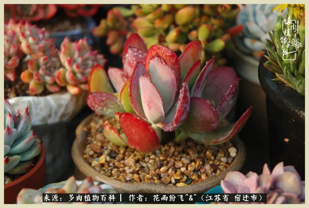 我家老臧：从反对到爱屋及乌的多肉守护人