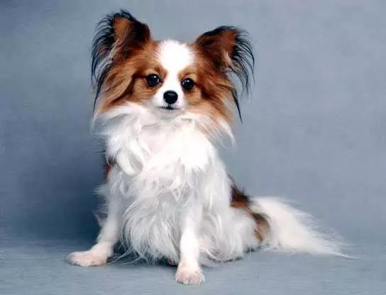 各种狗狗身价排名,各种狗的待遇对照表