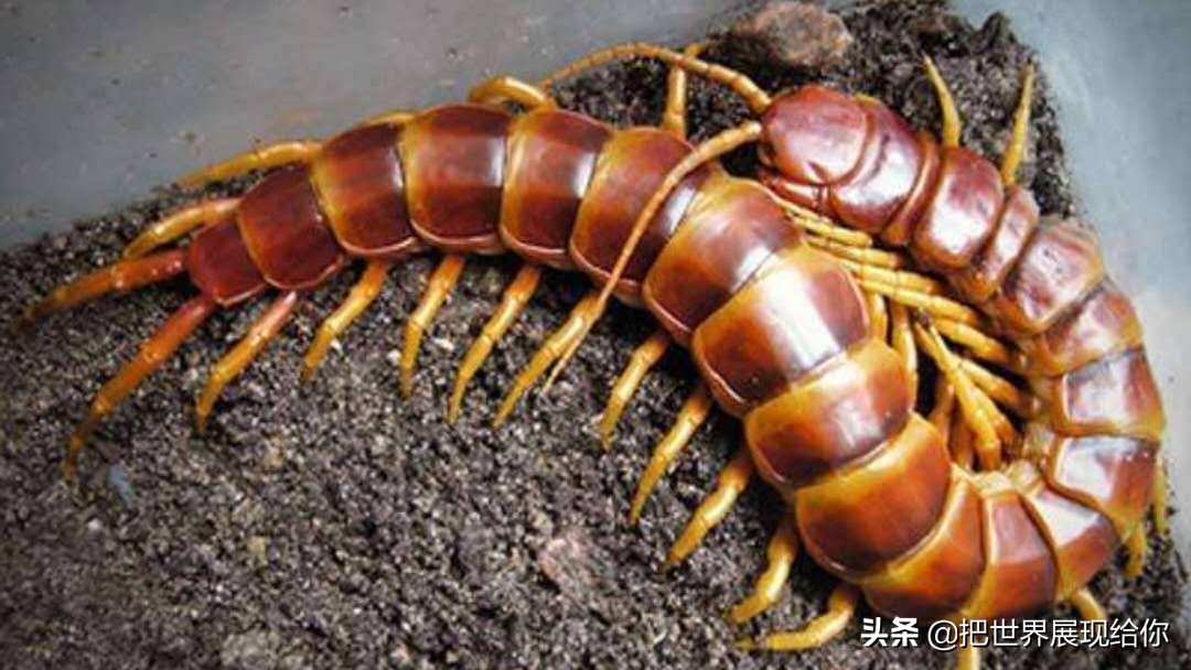 吸血蜈蚣的民间故事,蜈蚣与蝎子民间故事