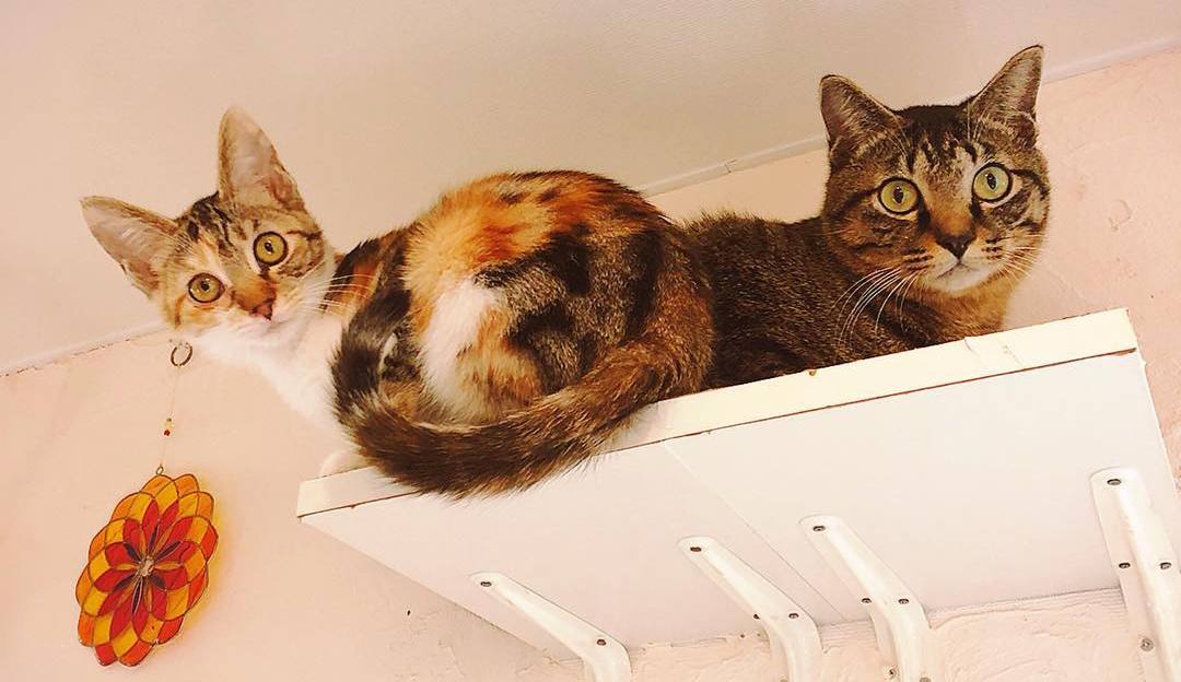 猫咪寄生虫的症状表现,猫咪绦虫病的症状及治疗方法