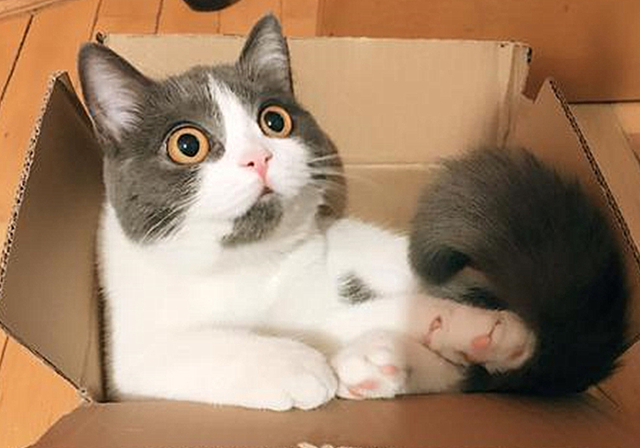 发情前绝育还是发情后绝育好,发情中做绝育会立即停止发情吗