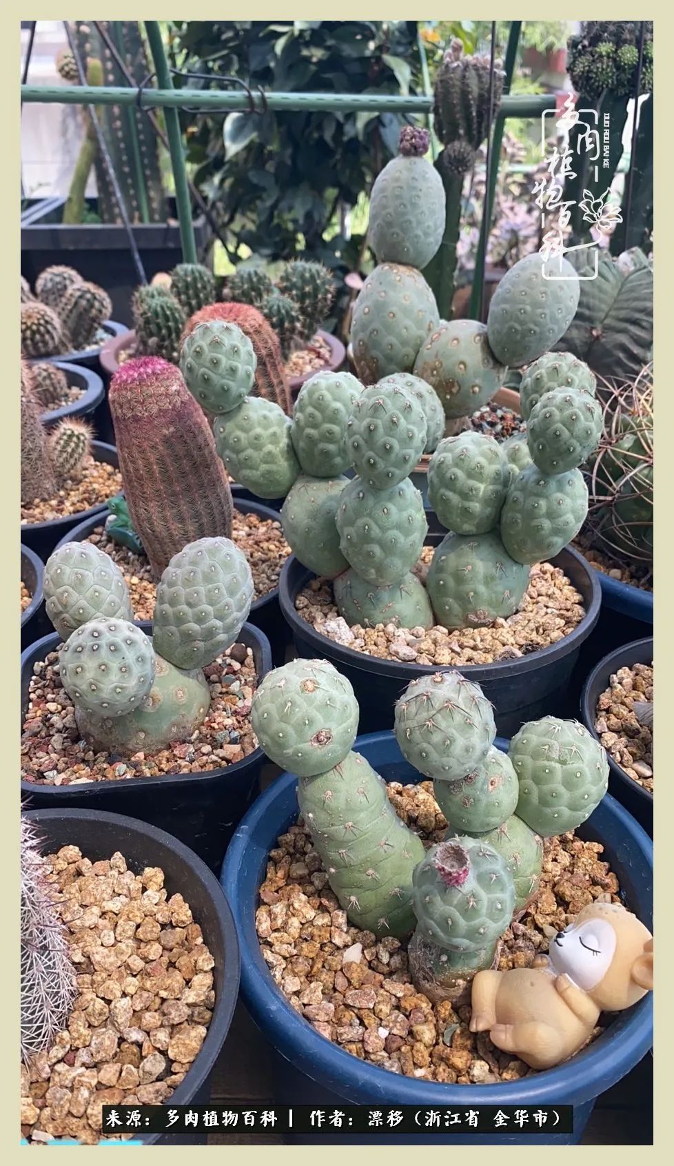 仙人球开花并散发着香味,仙人球花盛开吐露芬芳