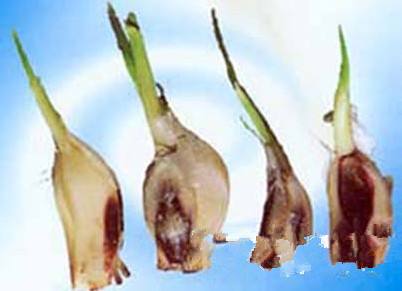 大蒜灰霉病的症状,大蒜灰霉病预防和治疗药剂