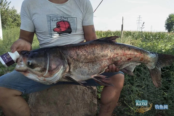 台钓法手竿垂钓鲢鳙鱼的技巧和注意事项