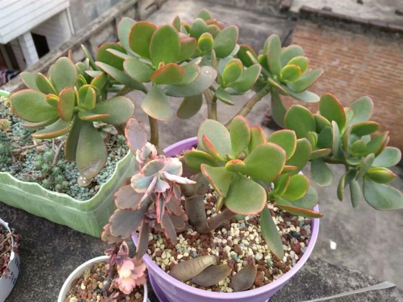 多肉老桩养护方法,多肉老桩的养护技巧和繁殖方法