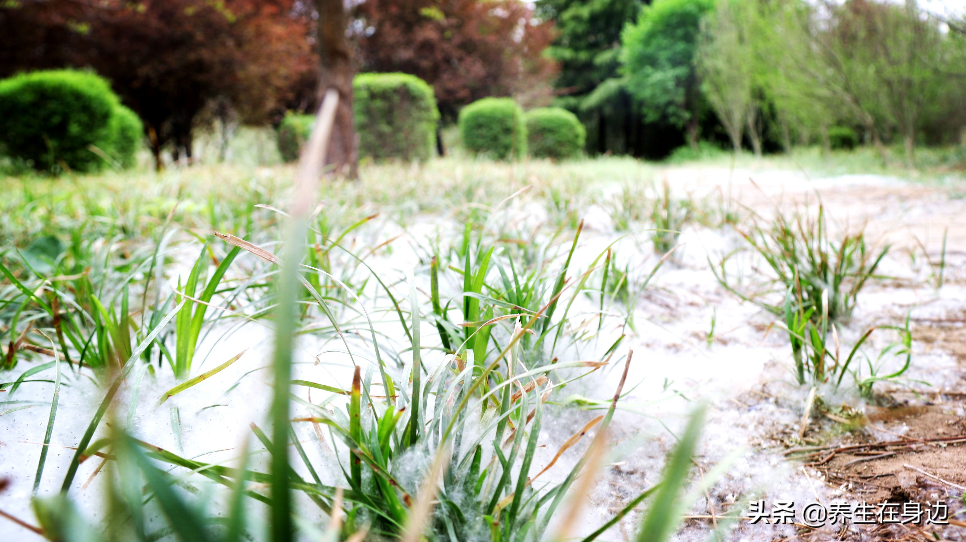春天过敏急性哮喘咳嗽怎么治,黄痰黄鼻涕过敏哮喘中医怎么治疗